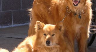 Картинка по теме - как стерилизовать собаку