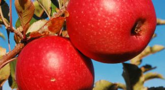 Картинка по теме - как посадить фруктовое дерево