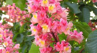 Картинка по теме - как настоять каштан