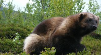 Картинка по теме - как одомашнить дикое животное