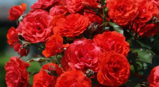 Картинка по теме - как прививать розы к шиповнику