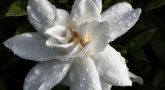 Картинка по теме - как вырастить гардению