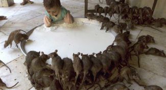 Картинка по теме - как отпугнуть крыс