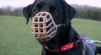 Картинка по теме - как подобрать намордник