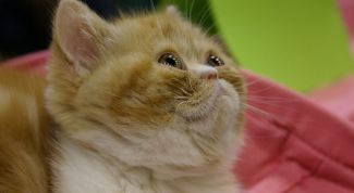 Картинка по теме - как определить, что у котенка глисты