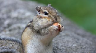 Картинка по теме - как нарисовать бурундука