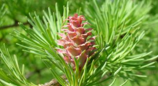 Картинка по теме - как заварить хвою