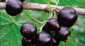 Картинка по теме - как подрезать смородину