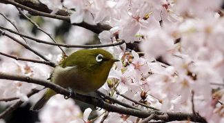 Картинка по теме - как сорвать ветку, чтобы не спугнуть птицу