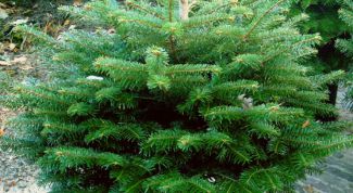 Картинка по теме - как вырастить елочку