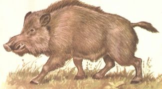 Картинка по теме - как нарисовать кабана