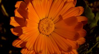 Картинка по теме - как заваривать календулу