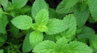 Картинка по теме - как хранить мяту