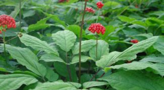 Картинка по теме - как пить женьшень