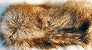 Картинка по теме - как распушить мех