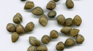 Картинка по теме - как выращивать каперсы