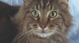 Картинка по теме - как кормить мейн-куна