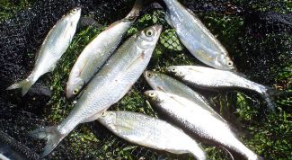 Картинка по теме - как ловить уклейку