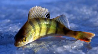 Картинка по теме - как почистить речного окуня