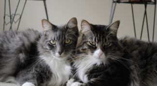 Картинка по теме - как подружить двух котов