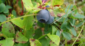 Картинка по теме - как выращивать голубику