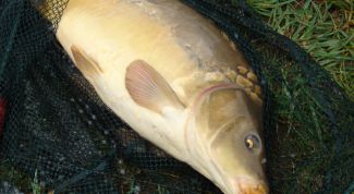 Картинка по теме - как поймать большого карпа