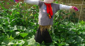 Картинка по теме - как отпугивать птиц