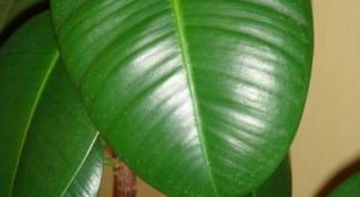 Картинка по теме - как оживить фикус