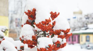 Картинка по теме - как кидать снежки