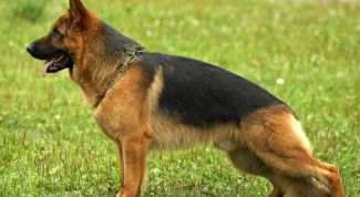 Картинка по теме - как нарисовать немецкую овчарку