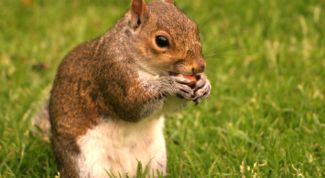 Картинка по теме - как чистить кедровые орешки