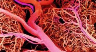 Картинка по теме - как почистить кровеносные сосуды