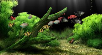 Картинка по теме - как выбрать рыбок для аквариума