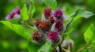 Картинка по теме - как сделать репейное масло