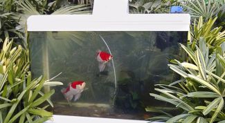 Картинка по теме - как сделать внешний фильтр для аквариума