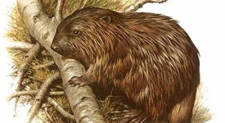 Картинка по теме - как нарисовать бобра