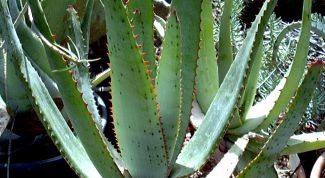 Картинка по теме - как разводить алоэ