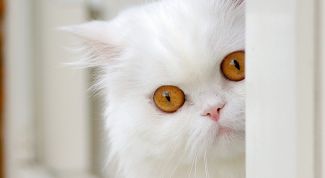 Картинка по теме - как завести пета