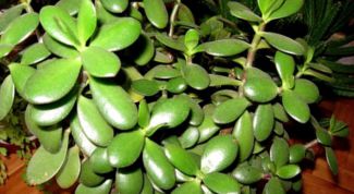 Картинка по теме - как обрезать денежное дерево