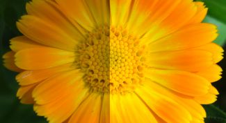 Картинка по теме - как сделать картинку ярче