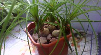 Картинка по теме - как пересаживать нолину