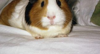 Картинка по теме - как узнать пол морской свинки
