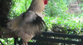 Картинка по теме - как приготовить куриные шейки