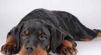 Картинка по теме - как оставить щенка одного дома