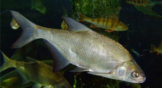 Картинка по теме - как приготовить прикормку для леща