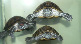 Картинка по теме - как кормить черепашку