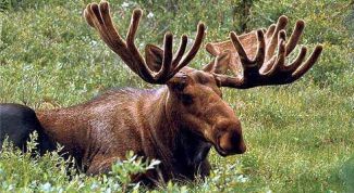 Картинка по теме - как поймать лося