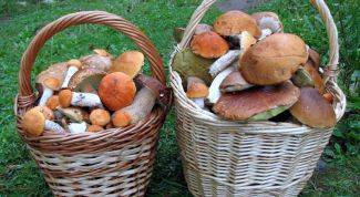 Картинка по теме - как вырастить грибы на даче