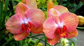 Картинка по теме - как пересадить орхидею фаленопсис