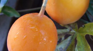 Картинка по теме - как очистить апельсин